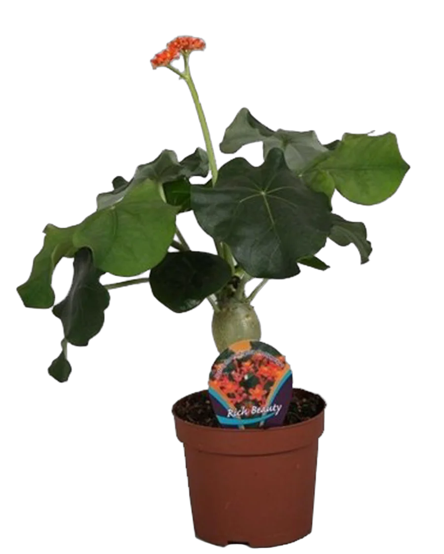 - Jatropha Ятрофа Подагрика оранж D13 H30