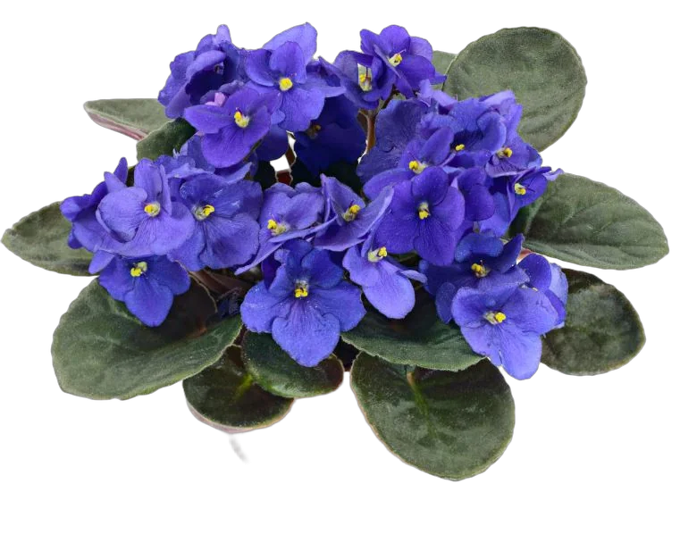 Фиалка голубая - Saintpaulia D12 H20