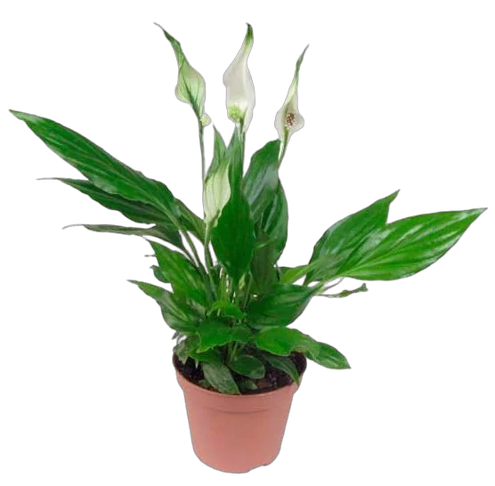 Спатифиллум Шопен D9 H30