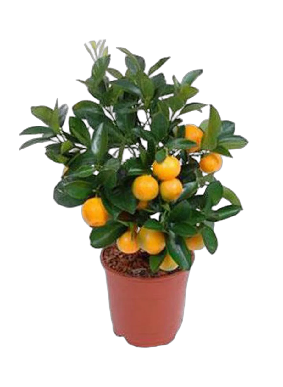 Каламондин - Citrofortunella D14 H35