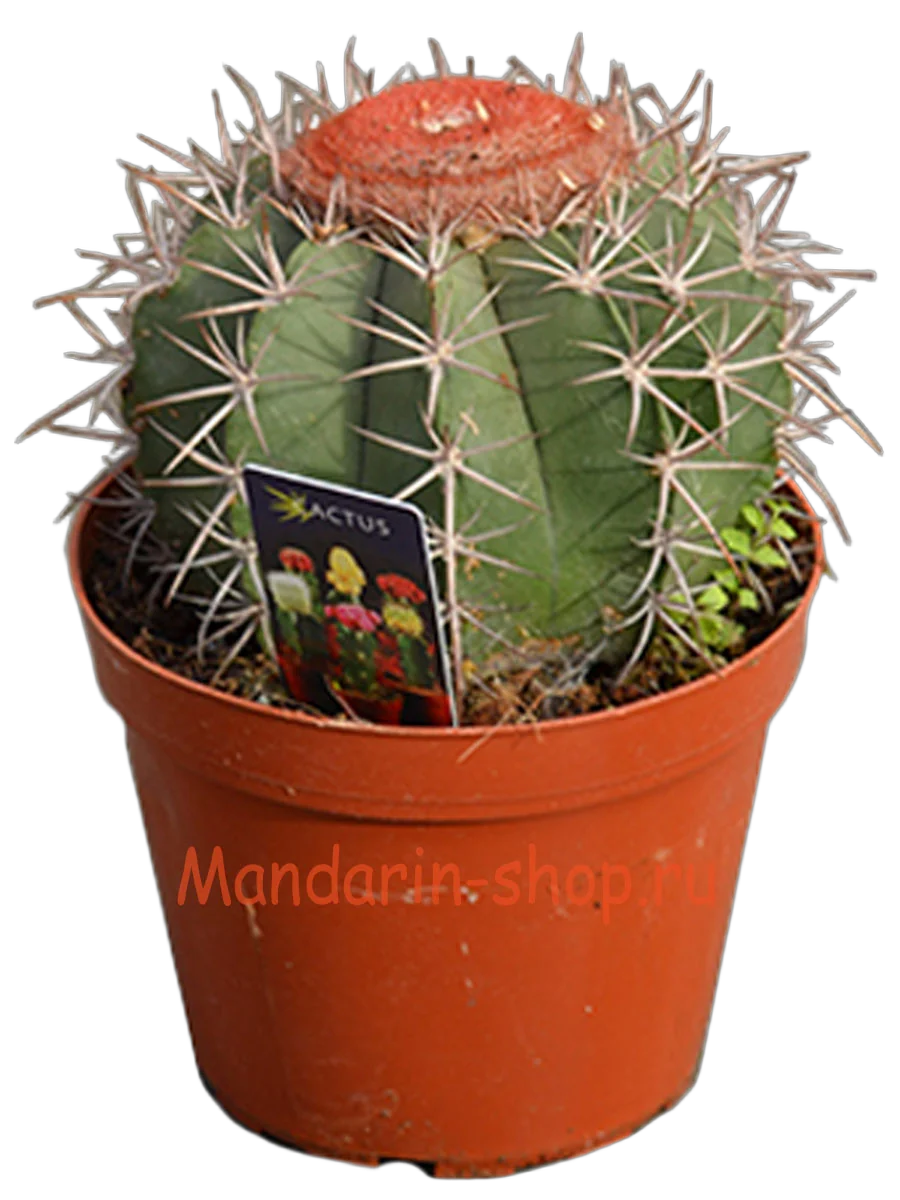 Мелокактус Байский - Melocactus  Bahiensis D23 H25