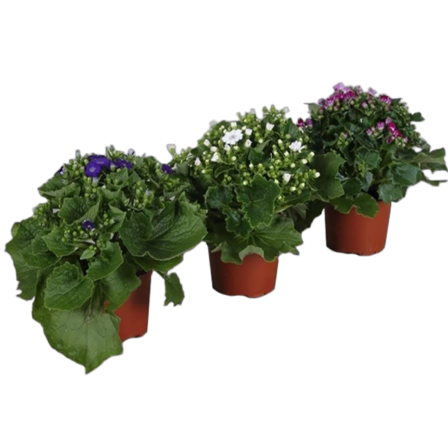 Крестовник (циннерария) Кровавая микс - Senecio cruentus mix D12 H25