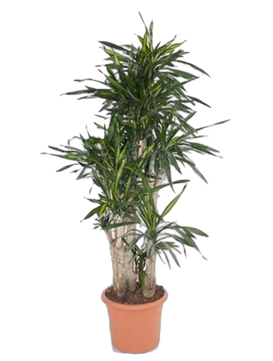 Драцена душистая Рики бранч - Dracaena fragrans Riki Branched D40 H180