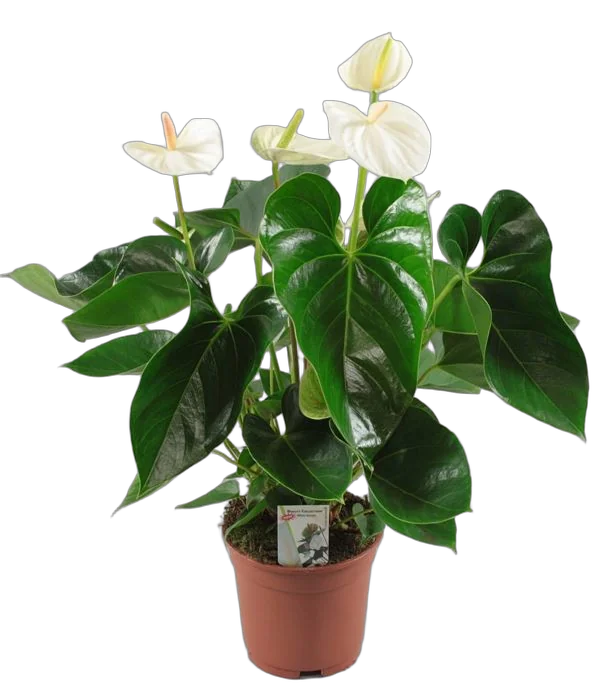 Антуриум Андреанум Бугатти Белый - Anthurium Bugatti White белый D17 H60