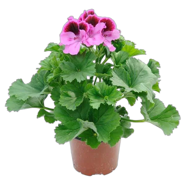 Герань (пеларгония) малиновая с розовым- Pelargonium D9 H15