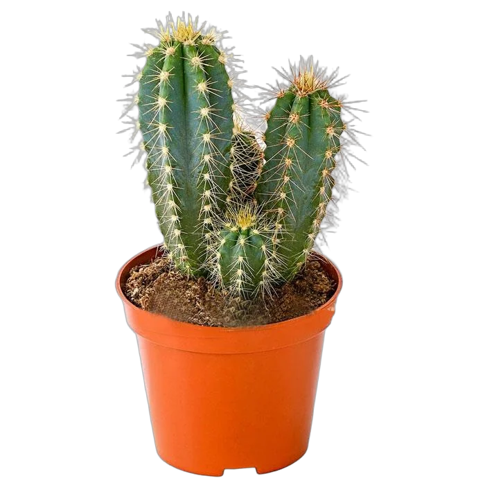 Цереус Форбса - Cereus forbesii D15 H30