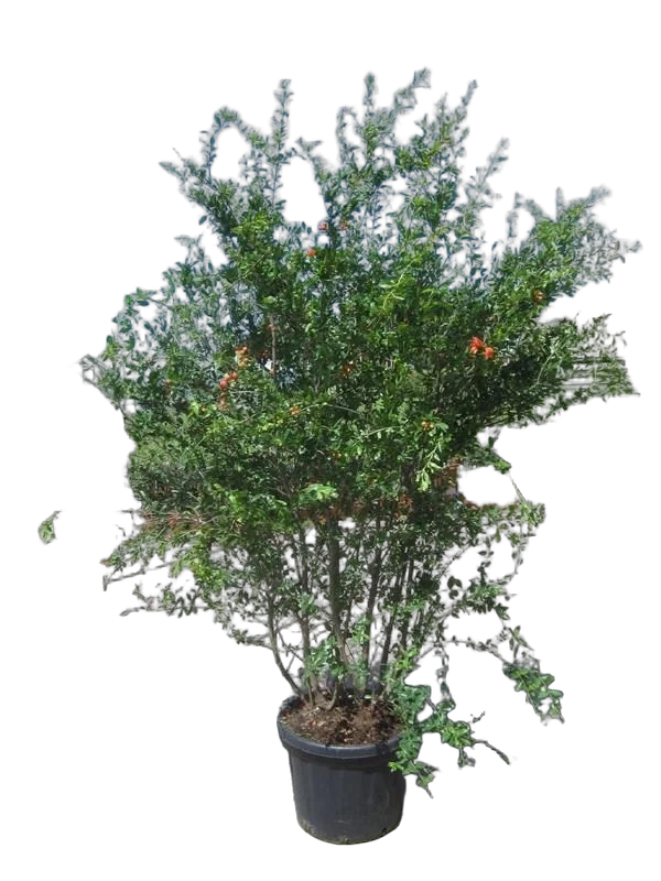 Гранат - Punica granatum D40 H200