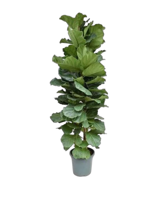 Фикус Лировидный (Лирата) - Ficus Lyrata D40 H230