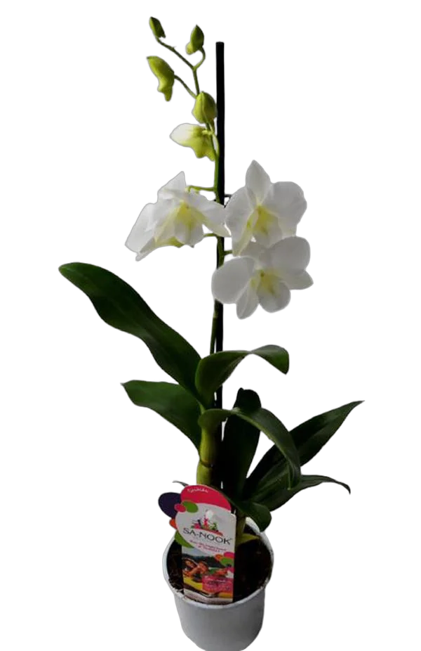 Дендробиум фаленопсис или Дендробиум двугорбый - Dendrobium phalaenopsis D12 H40