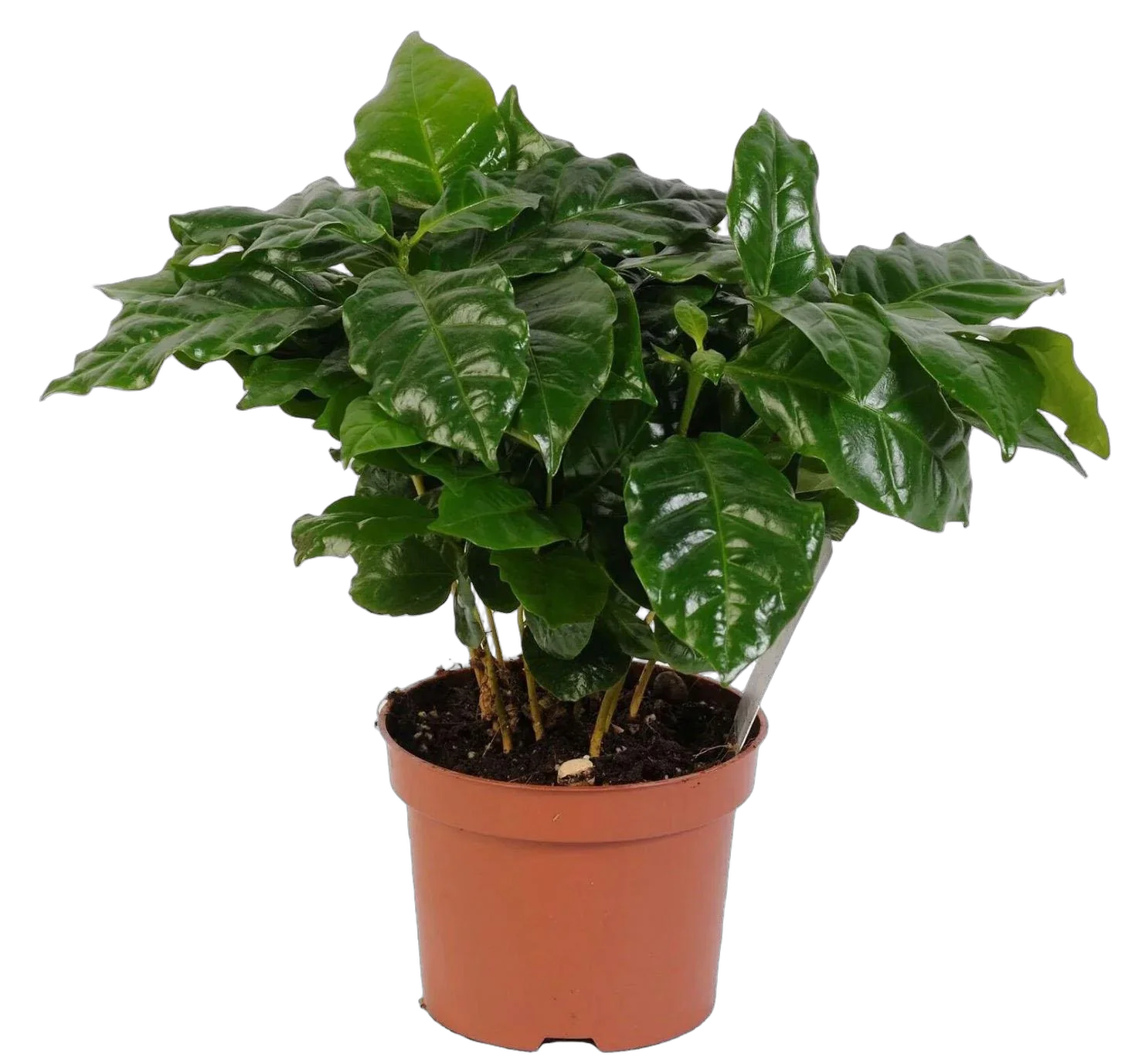 Кофейное дерево - Coffea D12 H35