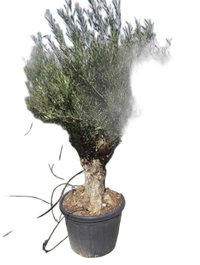 Олива бонсай - Olea Bonzai D60 H180