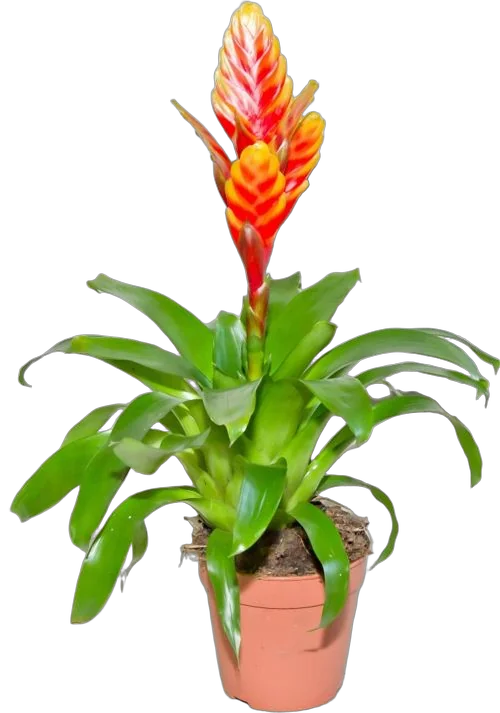 Фризея Carly красная - Vriesea Carly D9 H35