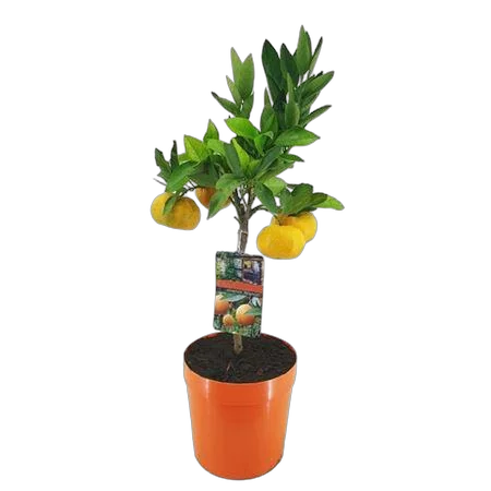 Апельсиновое дерево - Citrus sinensis D21 H70
