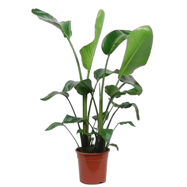 Стрелиция Николай 3 посадки - Strelitzia Nicolai 3pp No Flowers D24 H120