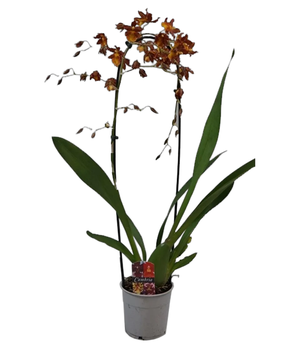 Камбрия Кататанта - Cambria Catatante D12 H70