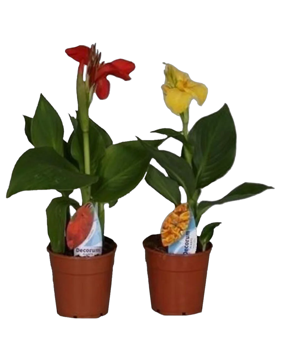 Канна - Canna Island Serie D12 H45