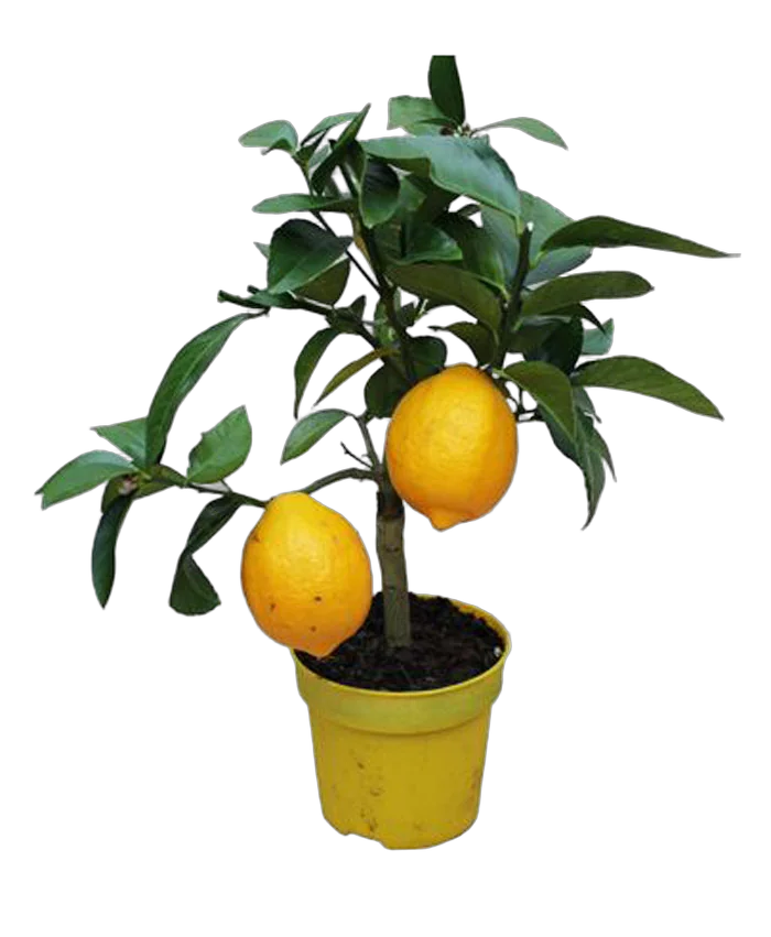 Дерево Лимон 30 см