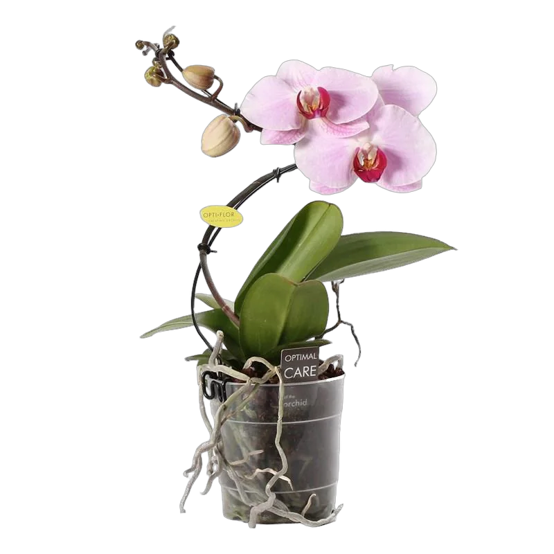 Фаленопсис мини 1 цветонос - Phalaenopsis Jiaho’s Pink Girl D9 H20
