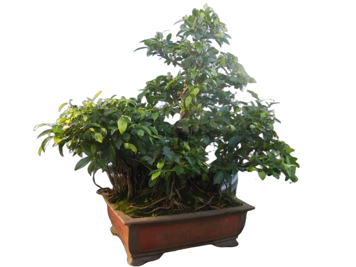 Бонсай Фикус Ретуза - Bonsai Ficus retusa D60*42 H100