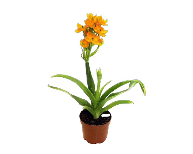 Орнитогалум (Птицемлечник) оранжевый - Ornithogalum D12 H30