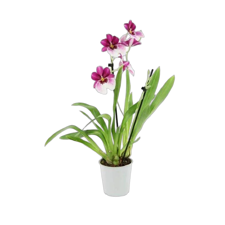 Мильтония двухцветная - 1 цветонос - Miltonia D12 H35