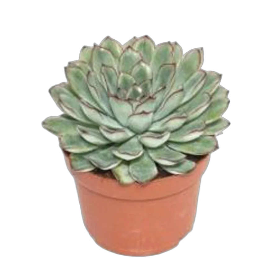 Эхеверия пулидонис - Echeveria pulidonis D5 H10