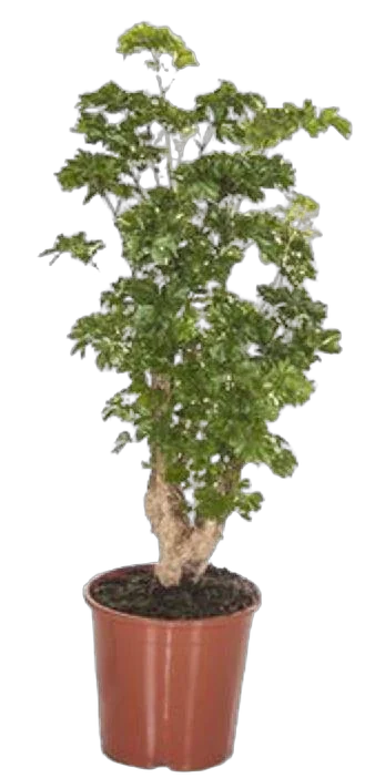 Полисциас туполистный - Polyscias оbtusa D27 H110