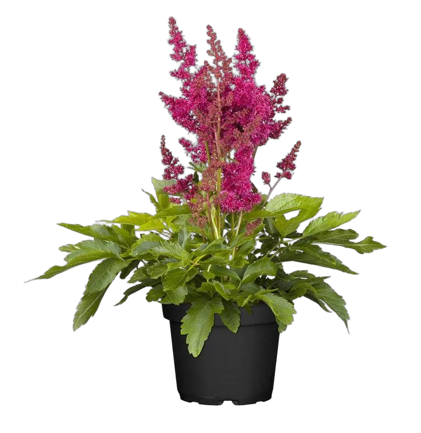 Астильба Г. Арендса  Майти Ред Куин - Astilbe Mighty Red Quin D14 H40