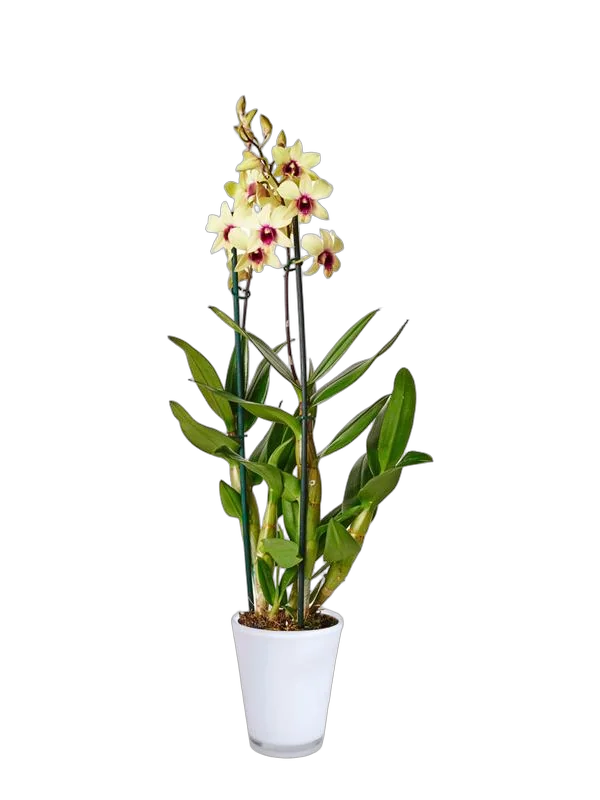 Дендробиум фаленопсис 'Sa-Nook' - Dendrobium phalaenopsis D12 H40
