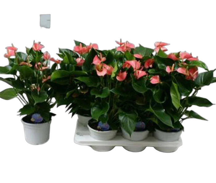 Антуриум Андреанум Аребо - Anthurium  Arebo розовый D15 H50