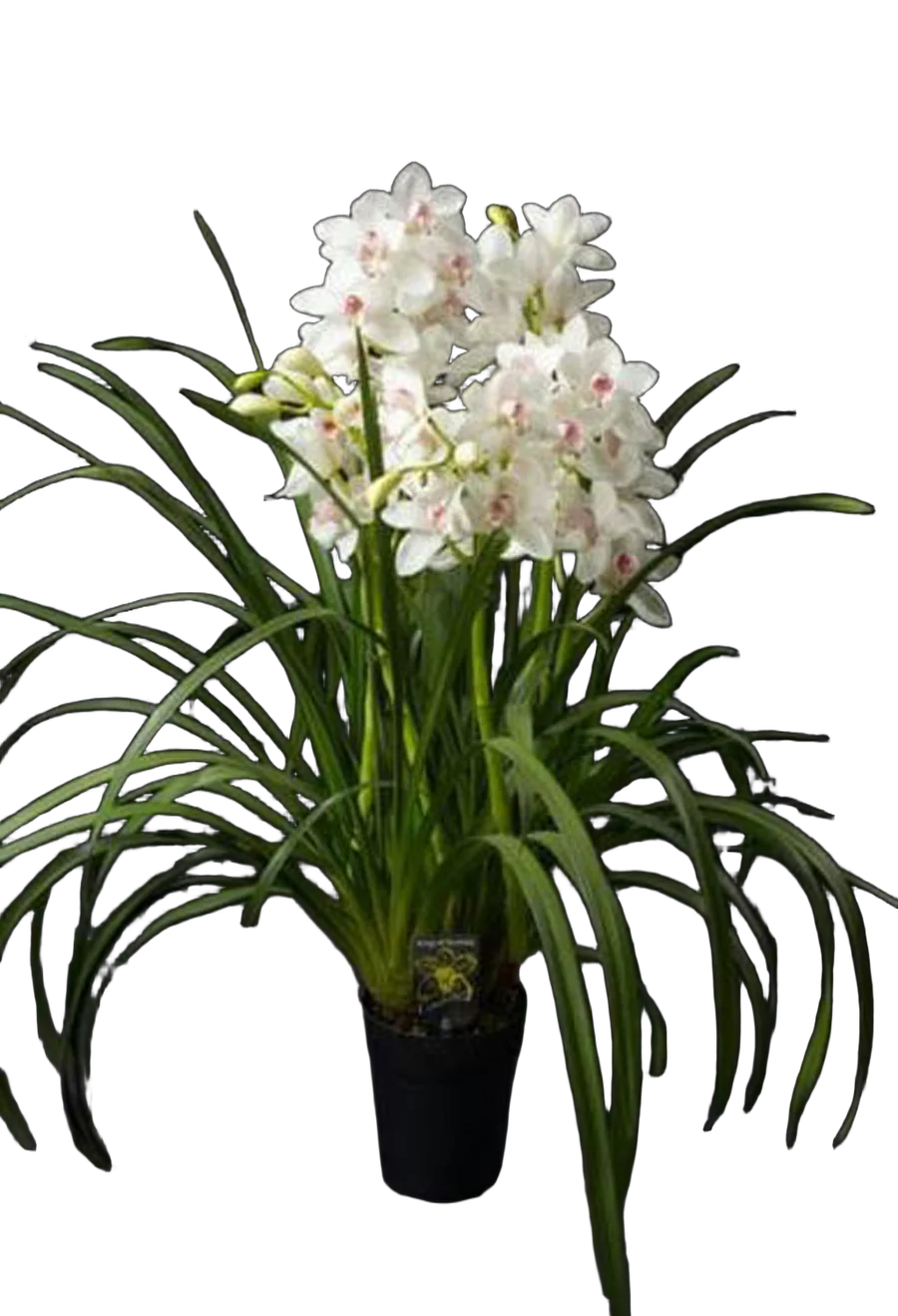Цимбидиум Baltic Snow - Cymbidium D18 H90