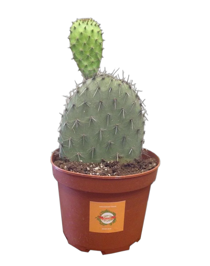 Опунция зеленоватая - Opuntia chlorotica D15 H25