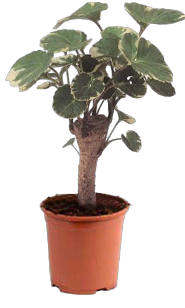 Шлемовидный