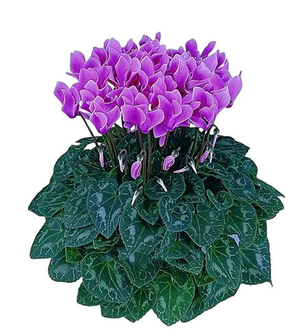 Цикламен Фантазия фиолетовый - Cyclamen KL Tianis Fantasia D14 H45