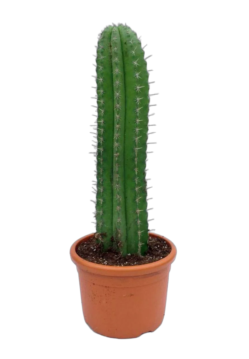 Полаския Чичипе - Polaskia chichipe cereus D21 H60