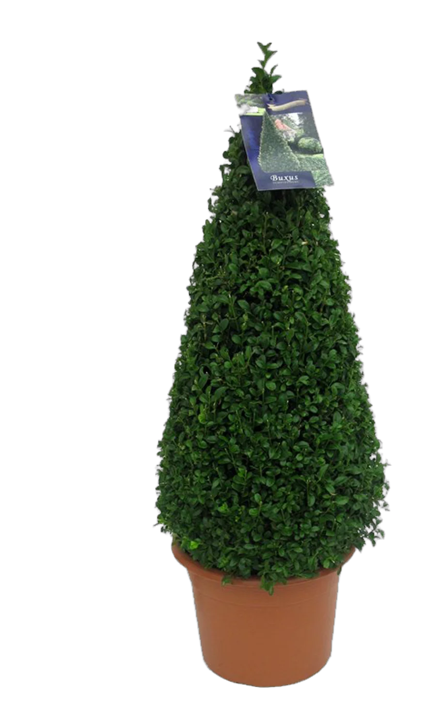 Самшит вечнозеленый (Буксус) - Buxus  D22 H80