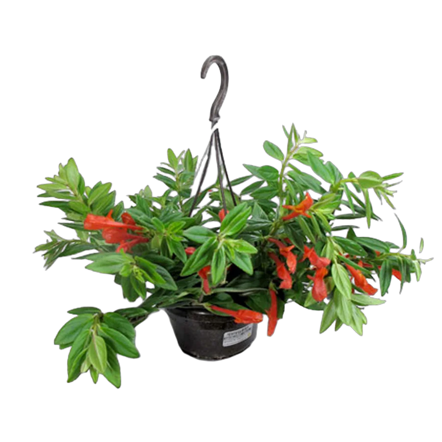 Колумнея Кракатау - Columnea Krakatau D15 H25