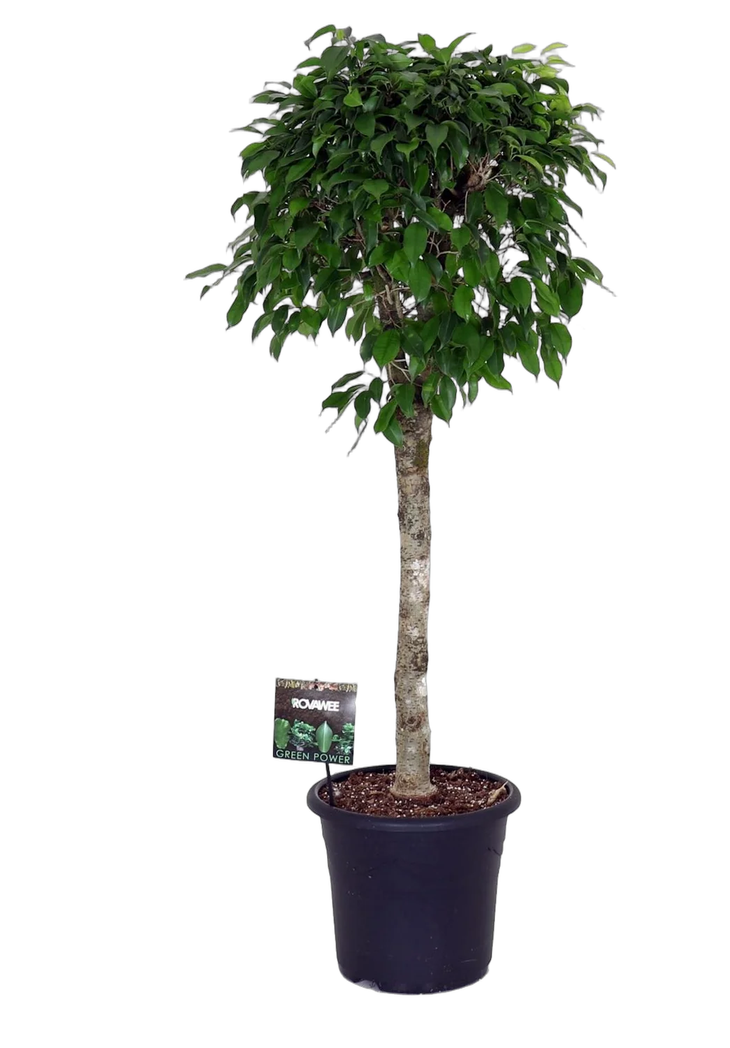 Фикус Бенжамина Колумнар - Ficus benjamina Columnar D35 H130