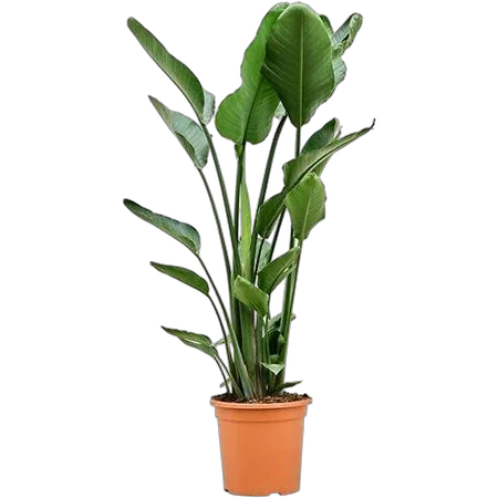 Стрелиция Николай - Strelitzia Nicolai D30 H135