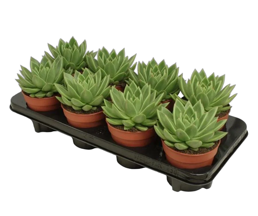 Эхеверия Миранда - Echeveria Miranda D14 H15