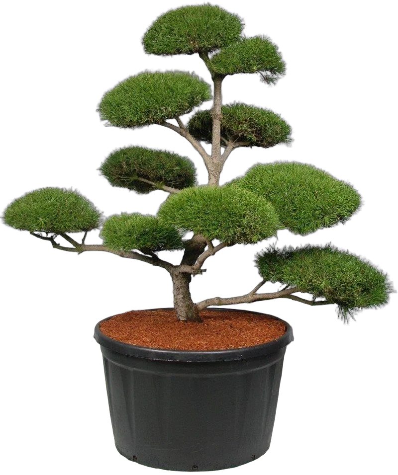 Бонсай Сосна - Bonsai Pinus mugo D91 H250
