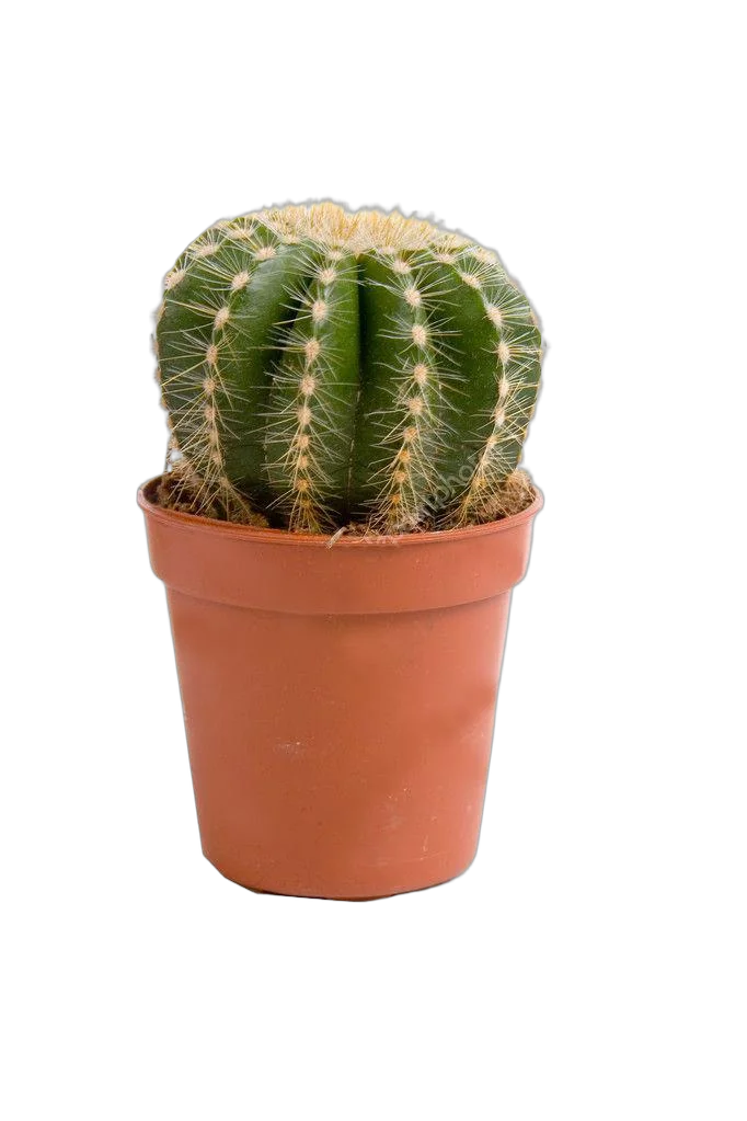 Эриокактус Вараса, Пародия Вараса - Eriocactus warasii D9 H15