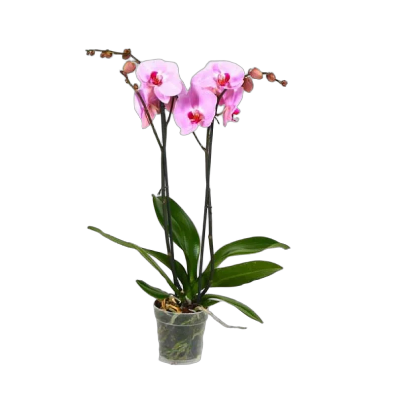 Фаленопсис Bloomington Anthura 2 цветоноса - Phalaenopsis D12 H45