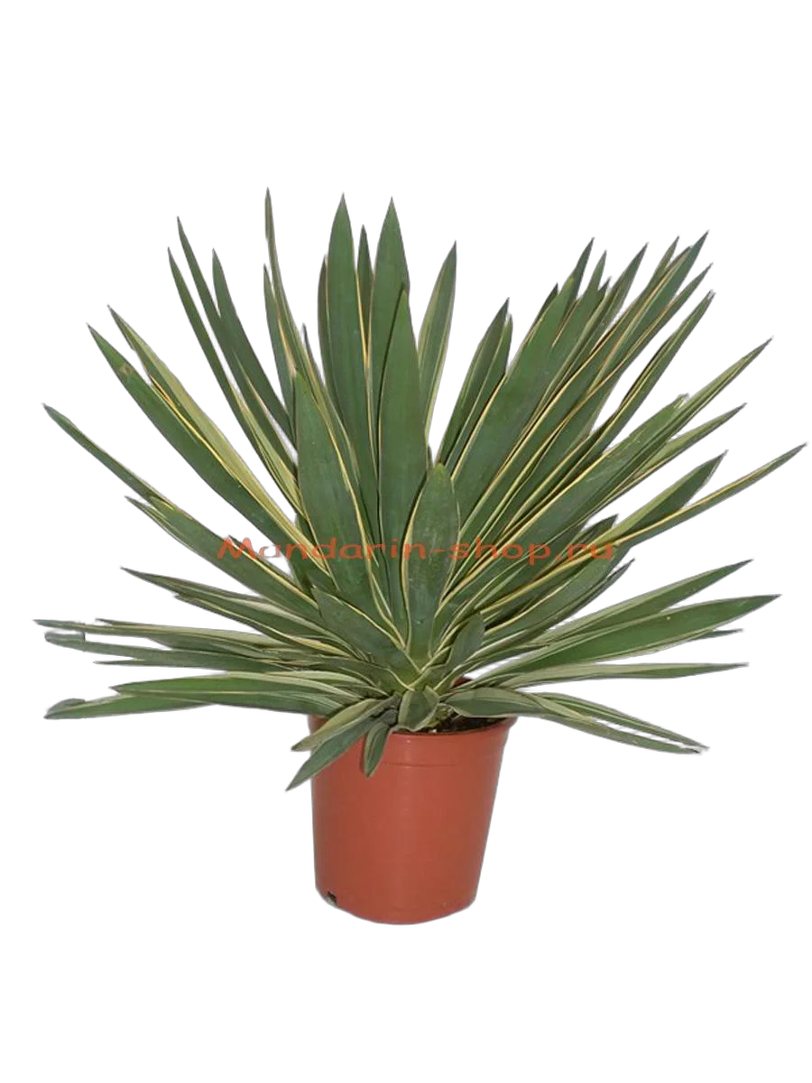 Пальма Юкка славная пестролистная - Yucca gloriosa 'Variegata' D21 H70