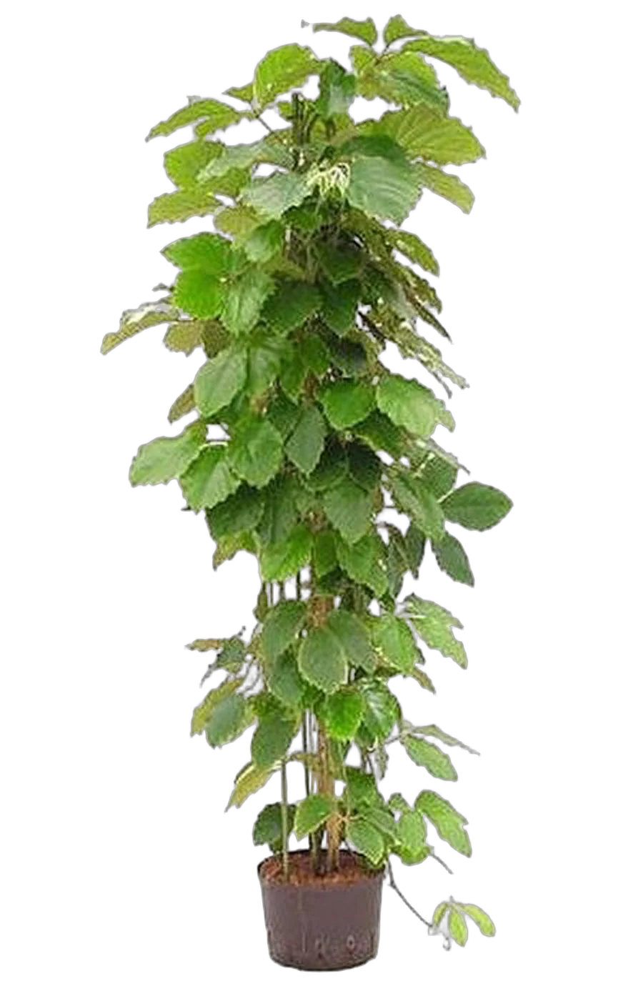 Тетрастигма Вуанье (комнатный виноград) - Tetrastigma voinierianum  D38 H170