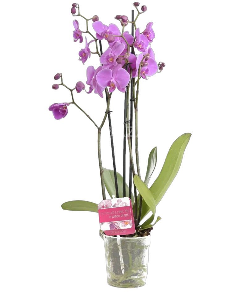 Фаленопсис 3 цветоноса - Phalaenopsis Lamu D12 H60