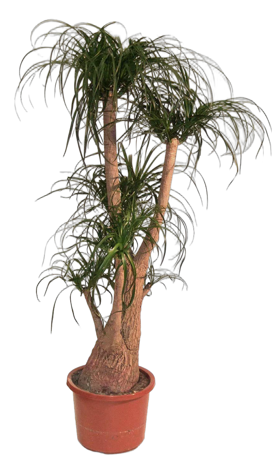 Пальма Нолина D35 H150