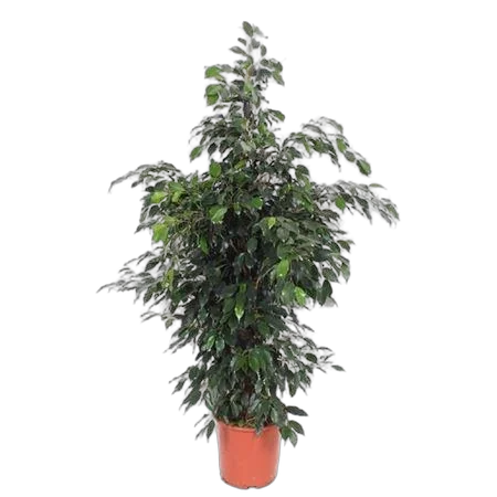 Фикус Бенджамина Даниэль - Ficus Benjamina Danielle D27 H140
