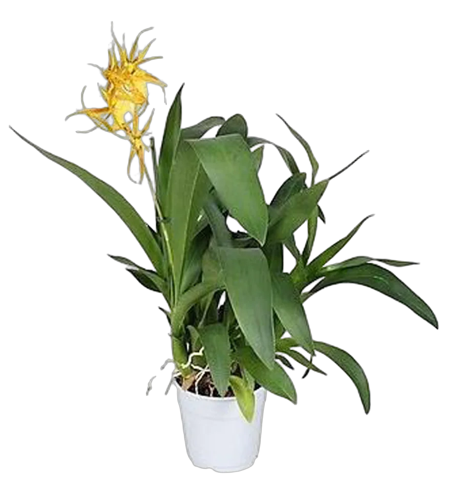 Брассада - Brassada Orange Delight 1 цветонос D12 H35