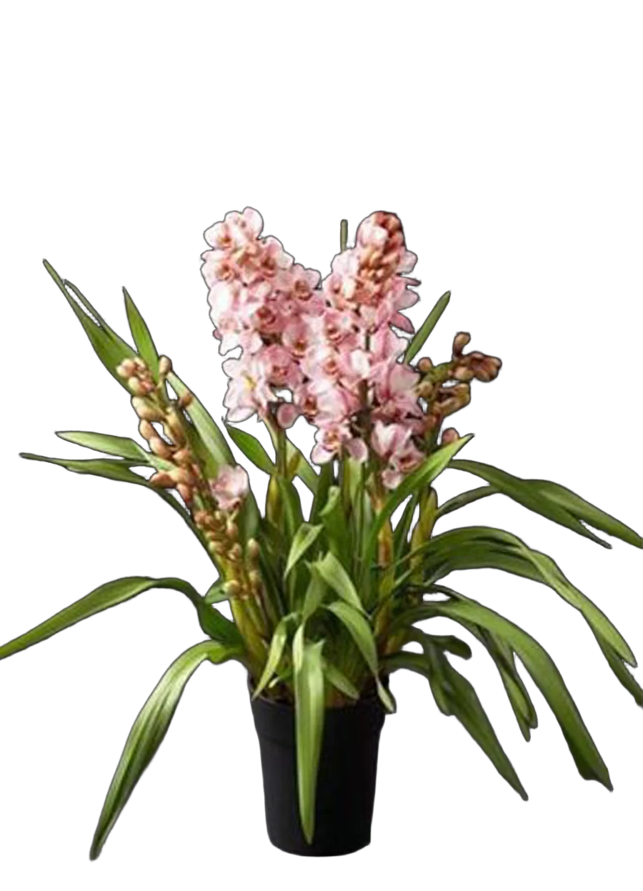 Цимбидиум Cape Queen - Cymbidium  D18 H90